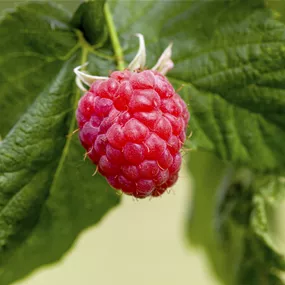 Rubus idaeus Tulameen