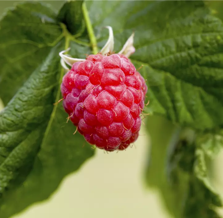 Herbsthimbeere 'Primeberry® Autumn First®'