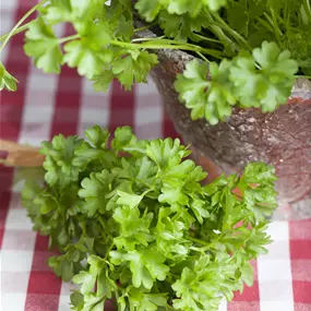 Petroselinum crispum