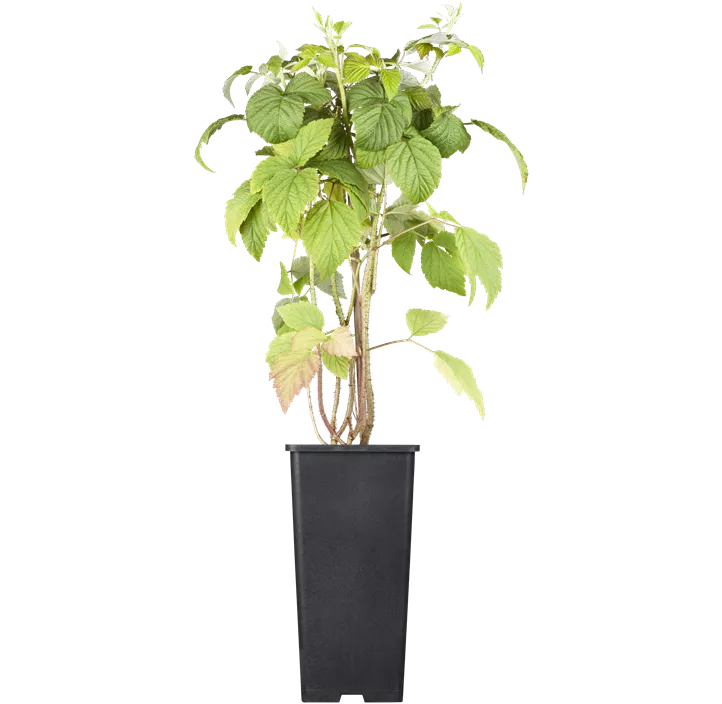 Himbeere 'Tulameen'(s)