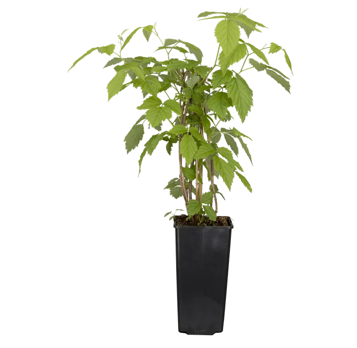 Himbeere 'Tulameen'(s)