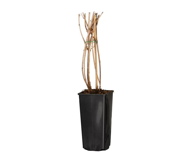 Himbeere 'Tulameen'(s)