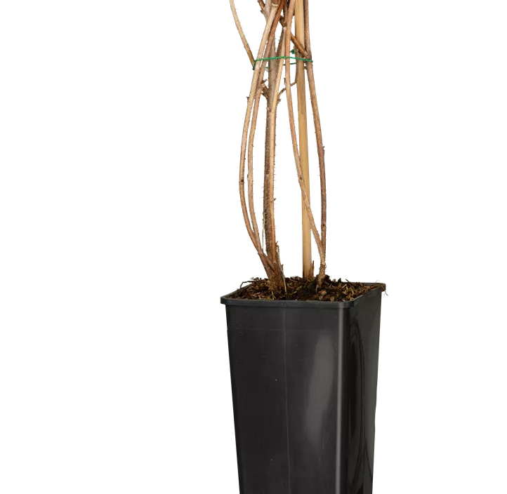 Himbeere 'Tulameen'(s)