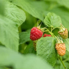 Rubus idaeus Tulameen