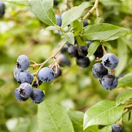 Vaccinium corymbosum