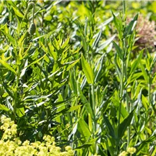Gartenbeleuchtung