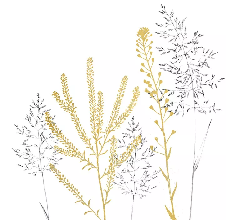 Serviette, Simple Elegance