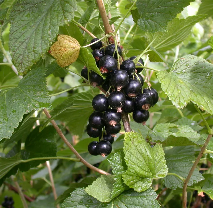 Johannisbeere 'Titania'(s), 5 Liter Topf