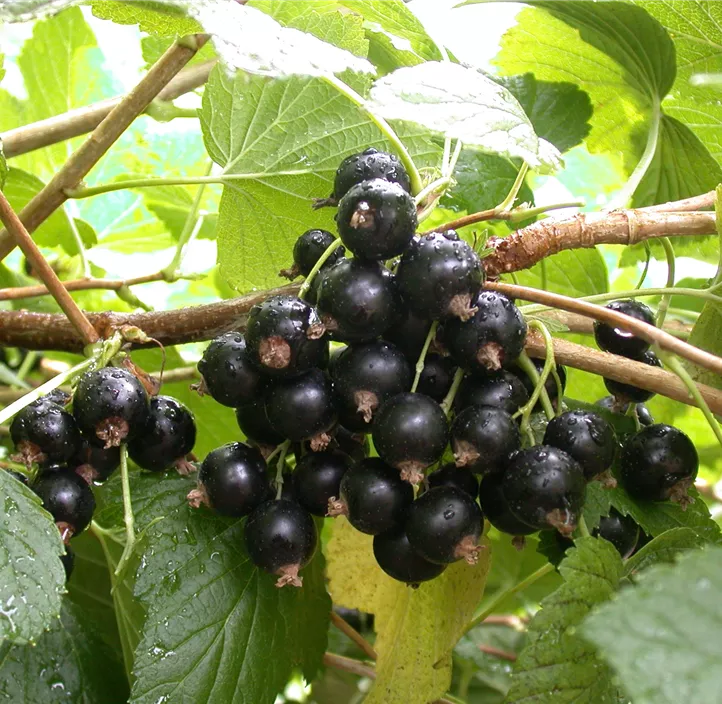 Johannisbeere 'Titania'(s), 5 Liter Topf