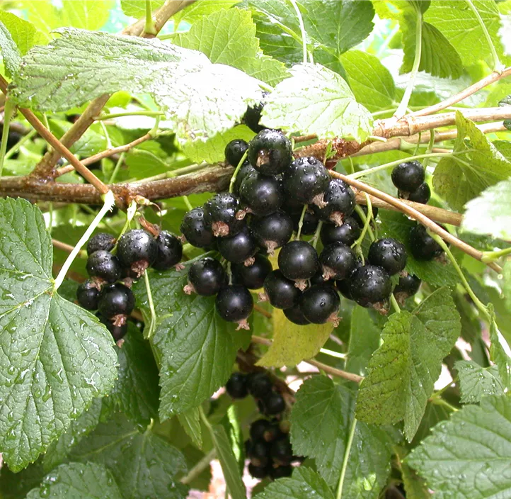 Johannisbeere 'Titania'(s), 5 Liter Topf