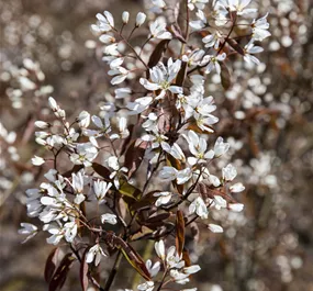 Amelanchier lamarckii F