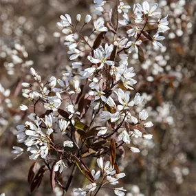 Amelanchier lamarckii F