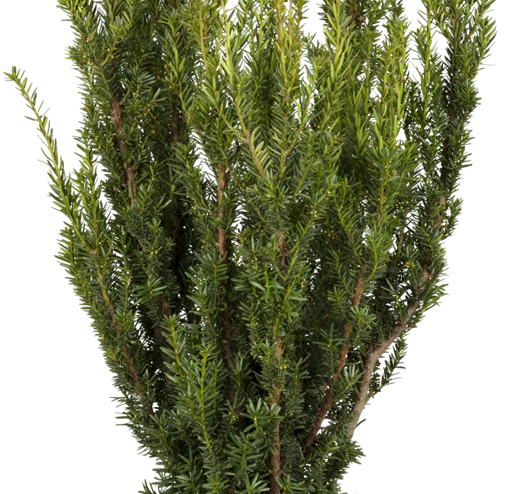 Eibe 'Hillii'