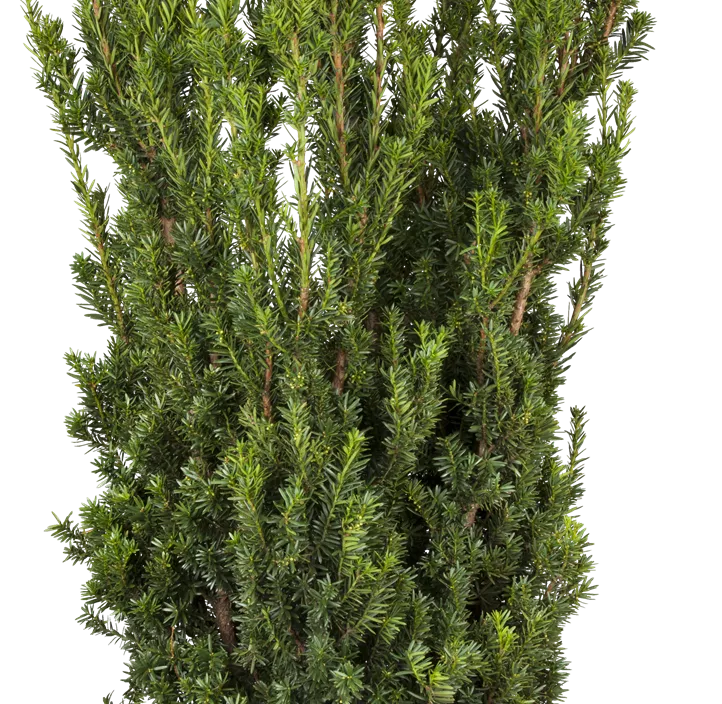 Eibe 'Hillii'