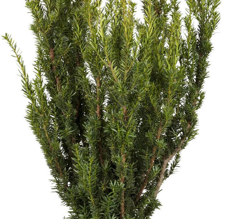 Eibe 'Hillii'
