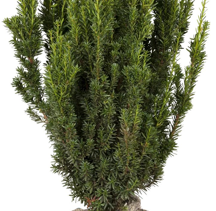Eibe 'Hillii'