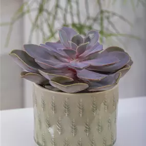 Echeveria Perle von Nürnberg