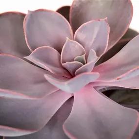 Echeveria purple pearls