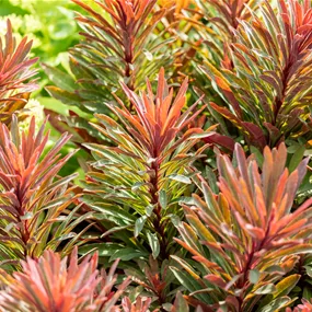 Euphorbia amygdaloides Miners Merlot