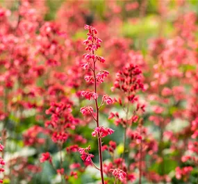 Heuchera Hybriden 'Paris'