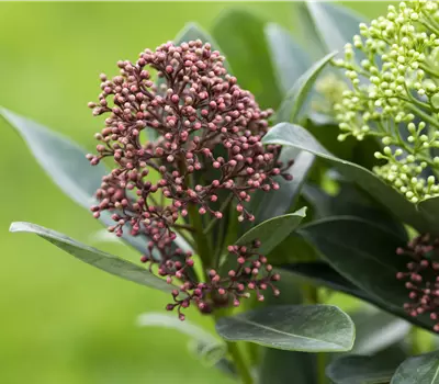 Skimmia japonica Double Diamond