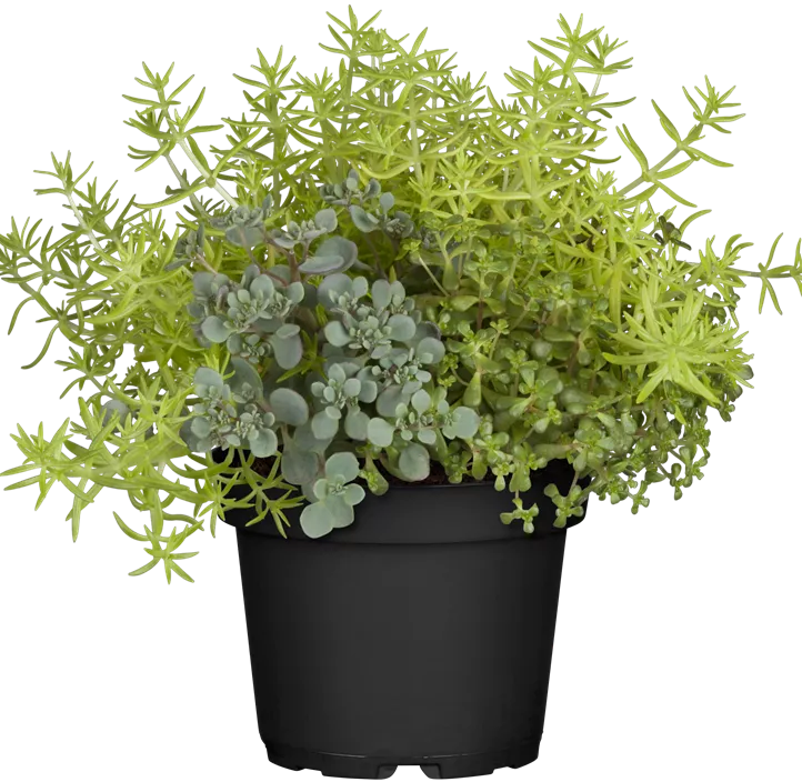 Garten-Fettblatt Mix