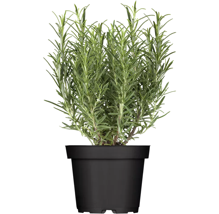 Rosmarin 'Blue Winter'