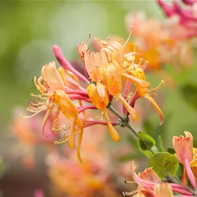 Lonicera heckrottii American Beauty