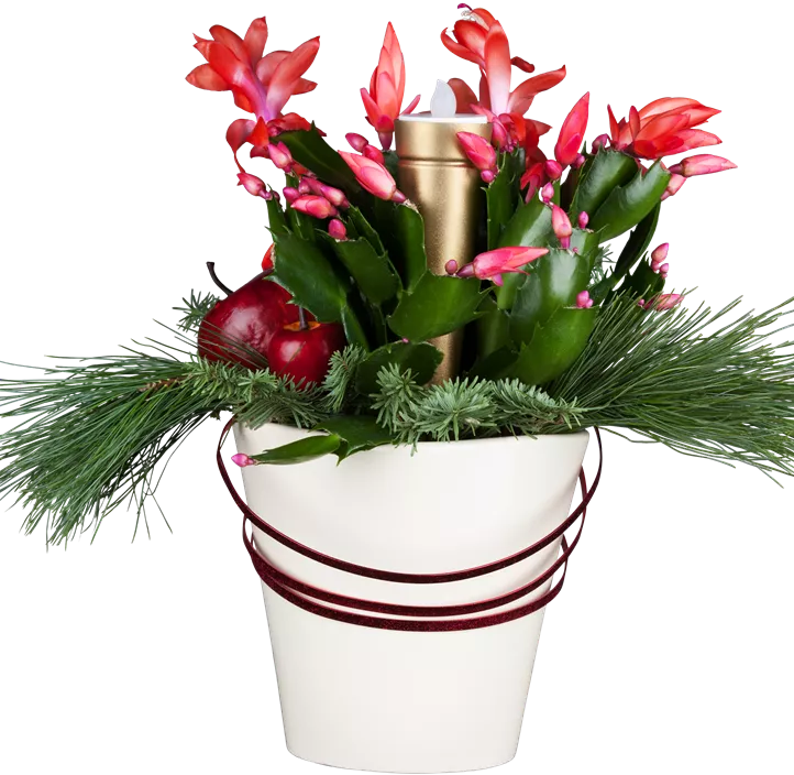 Weihnachtskaktus