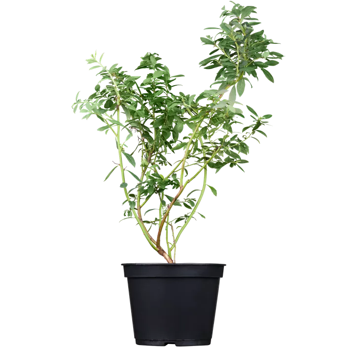 Heidelbeere 'Reka'®