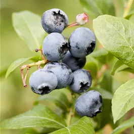 Vaccinium corymbosum Reka