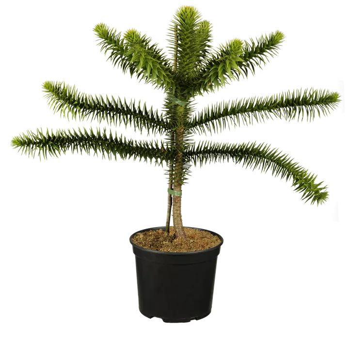 Araucaria