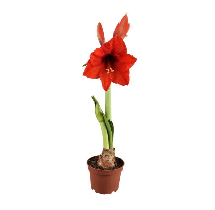 Amaryllis rot
