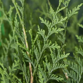 Thuja occidentalis Brabant