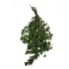 Pinus Strobus Handbund