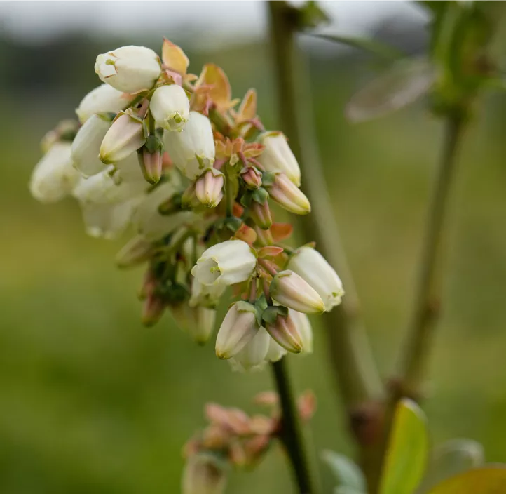 Heidelbeere 'Elisabeth'