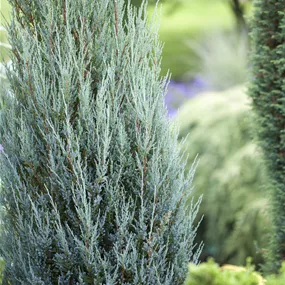Juniperus scopulorum Blue Arrow