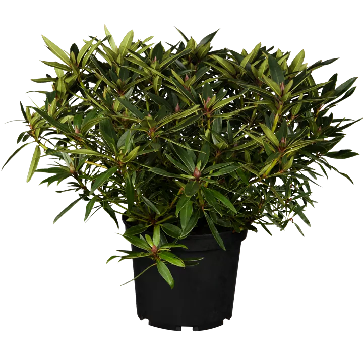 Pontischer Rhododendron 'Graziella'