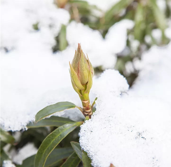Pontischer Rhododendron 'Graziella'