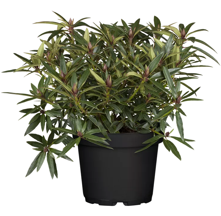 Pontischer Rhododendron 'Graziella'
