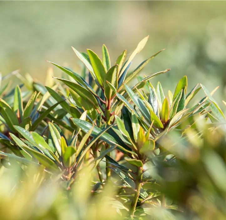 Pontischer Rhododendron 'Graziella'