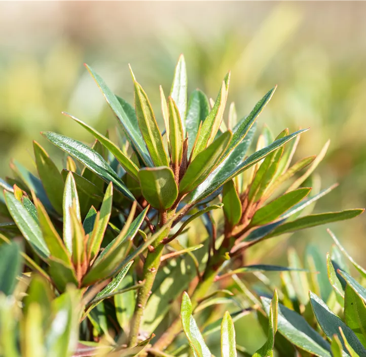 Pontischer Rhododendron 'Graziella'
