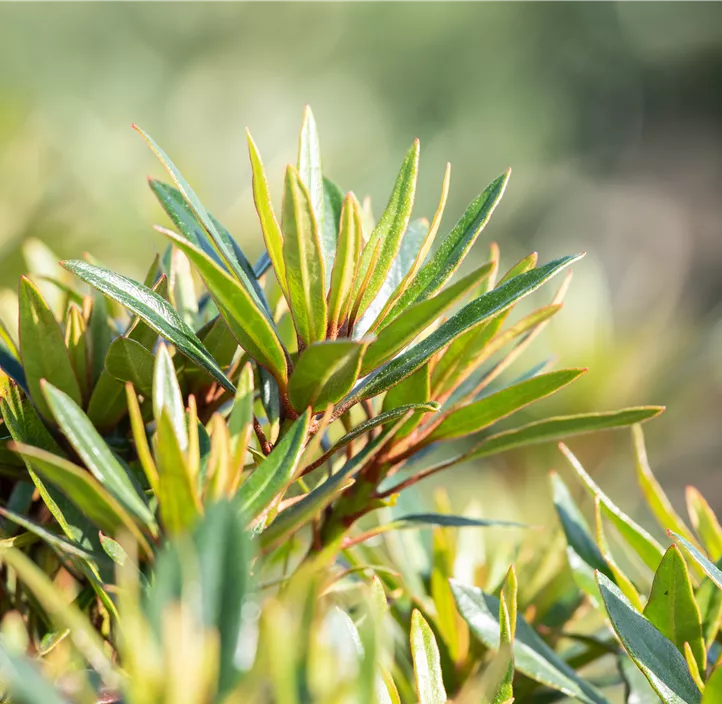Pontischer Rhododendron 'Graziella'