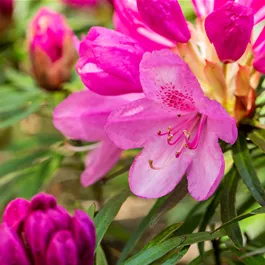 Rhododendron Hybride 'Graziella' sense