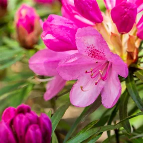 Rhododendron Hybride 'Graziella' sense