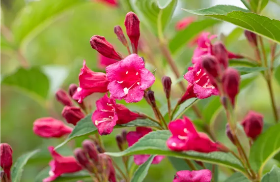 Calceolaria Hybriden Weigela 'Bristol Ruby'®