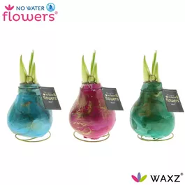 Hippeastrum Univerz® Saturnus Mix