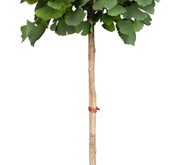 Fächerblattbaum 'Mariken'