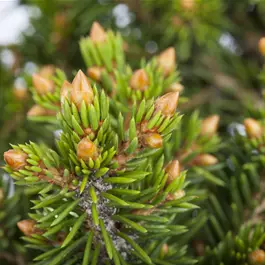 Picea abies Will's Zwerg