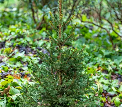 Picea Will's Zwerg
